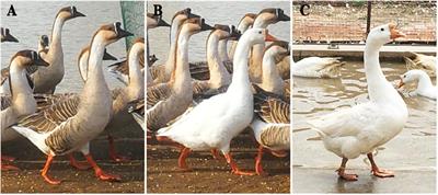 Pooled Sequencing Analysis of Geese (Anser cygnoides) Reveals Genomic Variations Associated With Feather Color